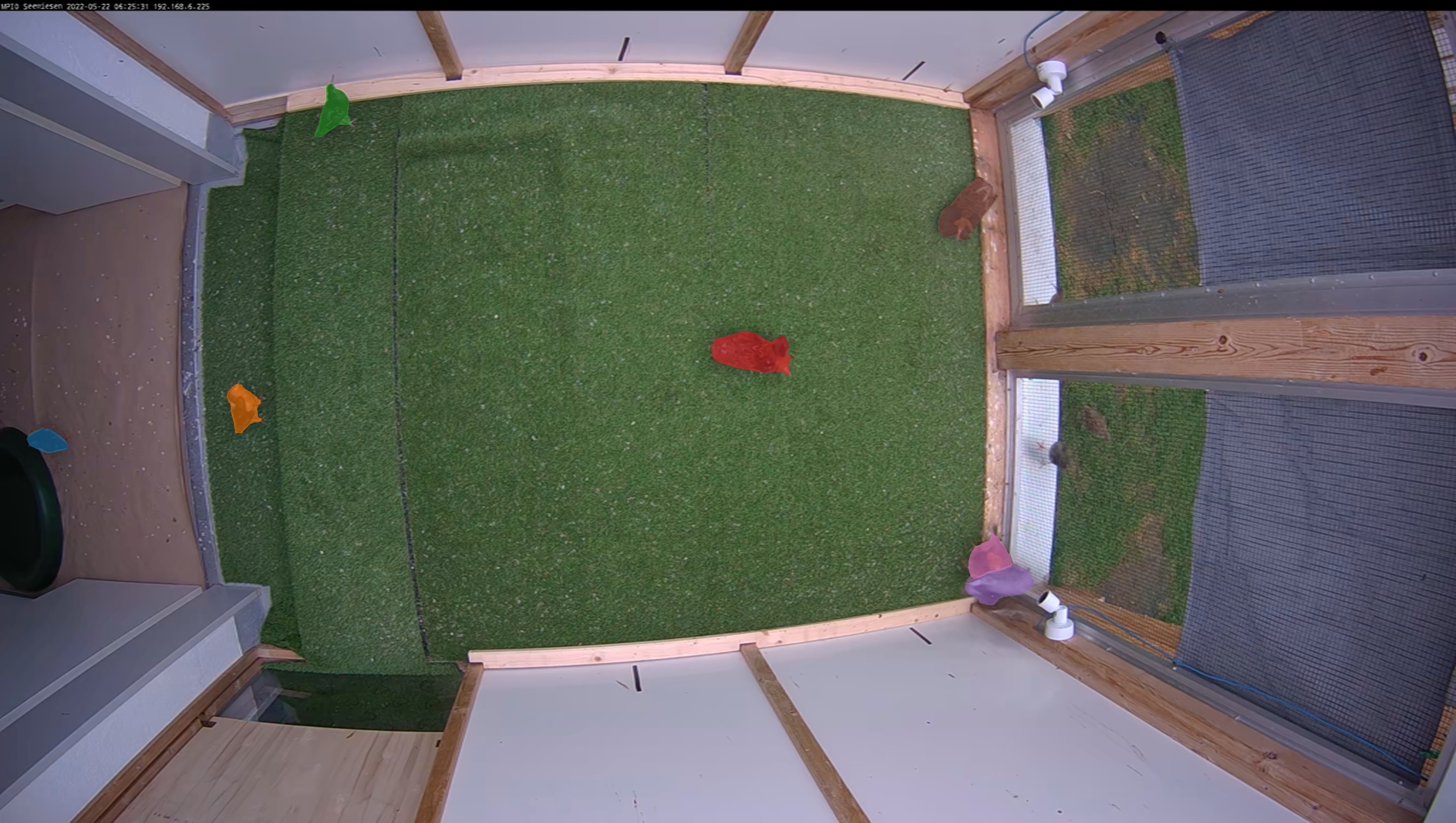 Screenshot of Ruff Tracking in Multi-Camera Systems Using YOLO and SAM2